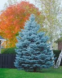 Spruce Colorado Blue 5.jpg
