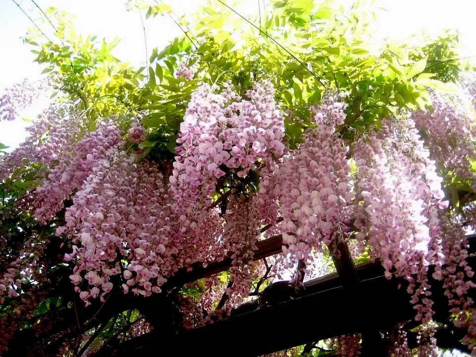 Wisteria Honbeni 3.jpg