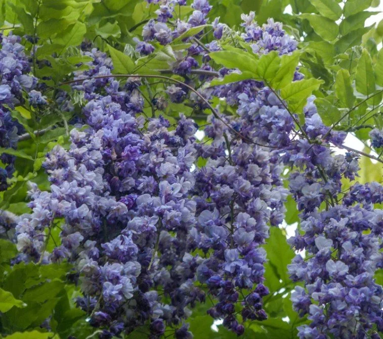 Wisteria, Blue Moon