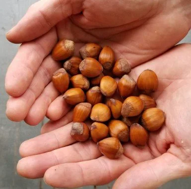 Hazelnut nuts.jpg