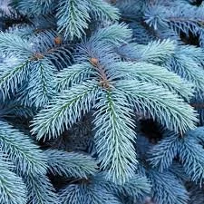 Spruce Colorado Blue 2.jpg