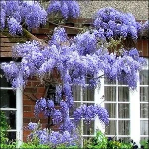 Wisteria Blue Moon 4.jpg