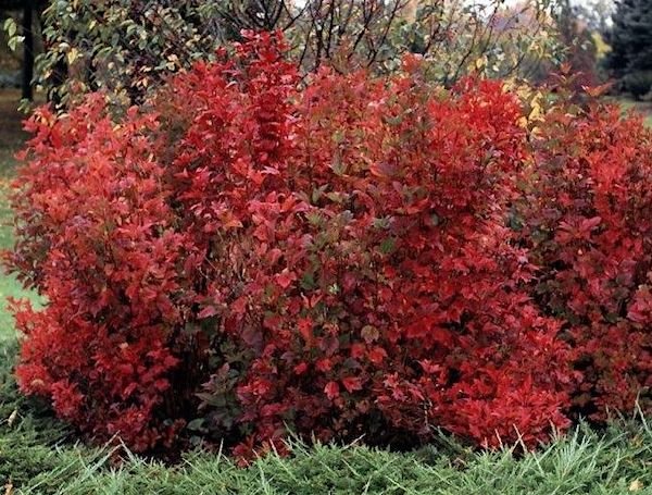 Cranberry Highbush C.jpg