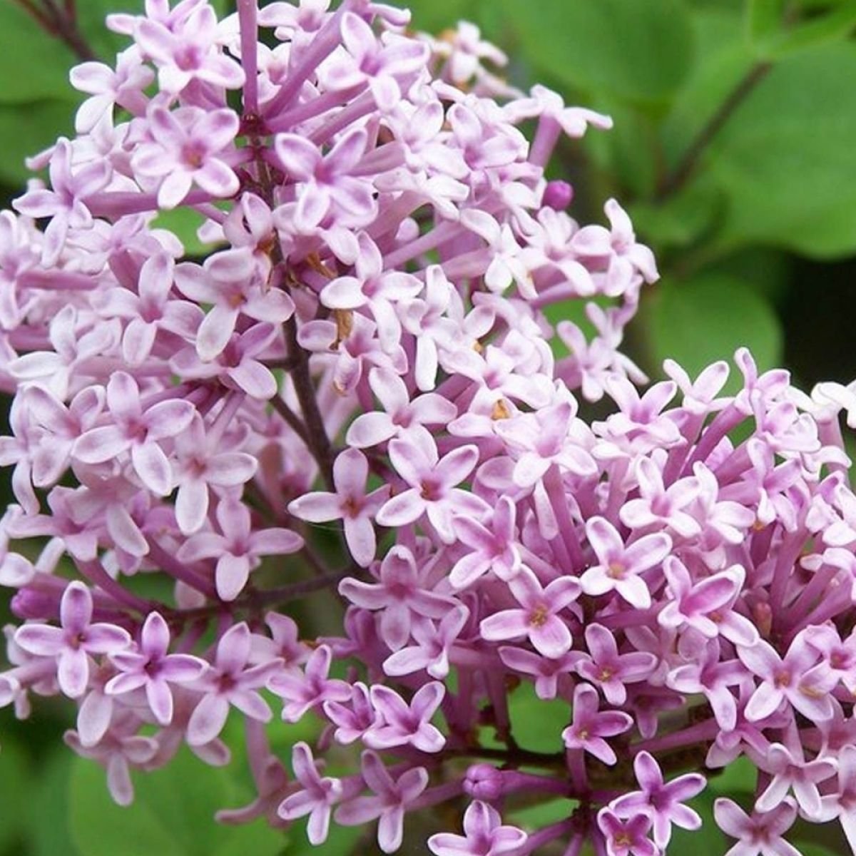 Lilac Palibin.jpg