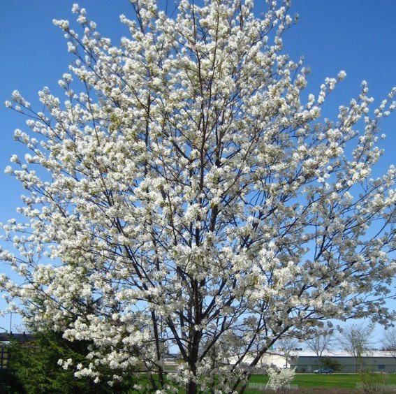 Serviceberry, Snowflakes