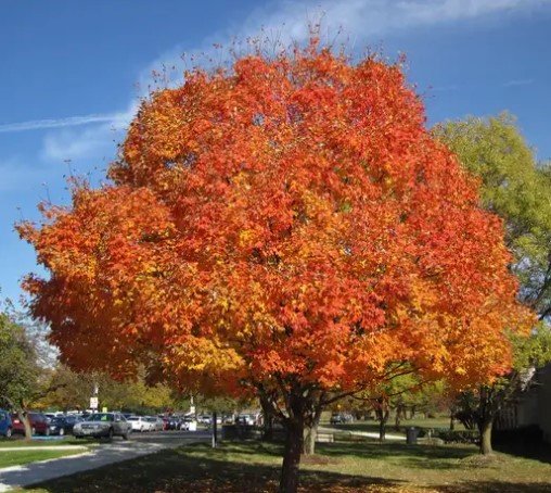 Maple Legacy Sugar.jpg