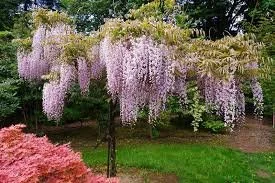 Wisteria Honbeni 2.jpg