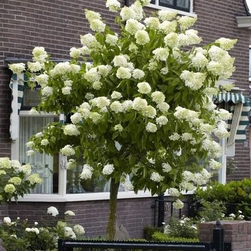 Hydrangea+Limelight+4.jpg