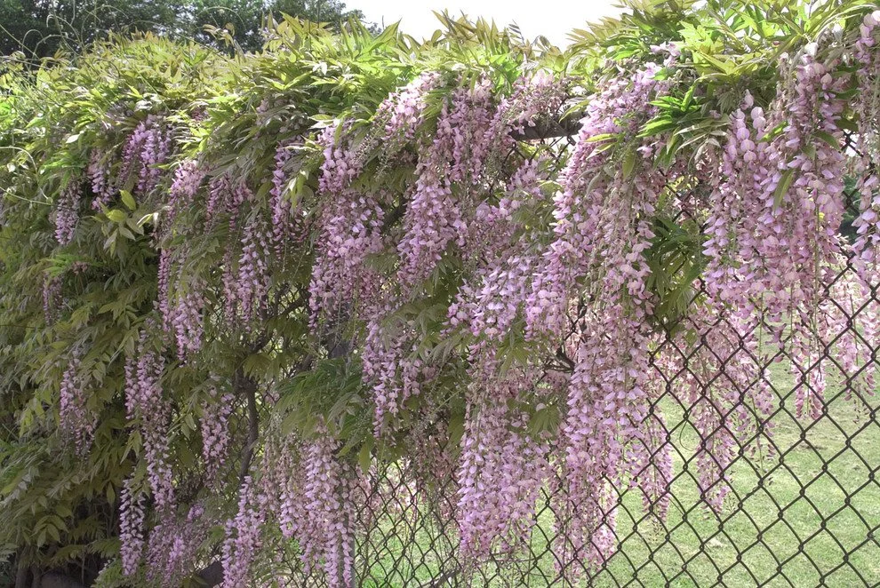 Wisteria Honbeni 6.jpg