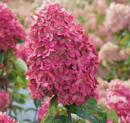 Hydrangea Limelight H.jpg