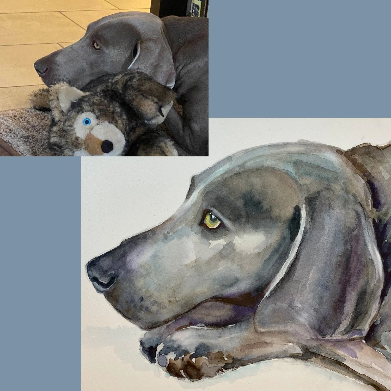 Pet Portrait