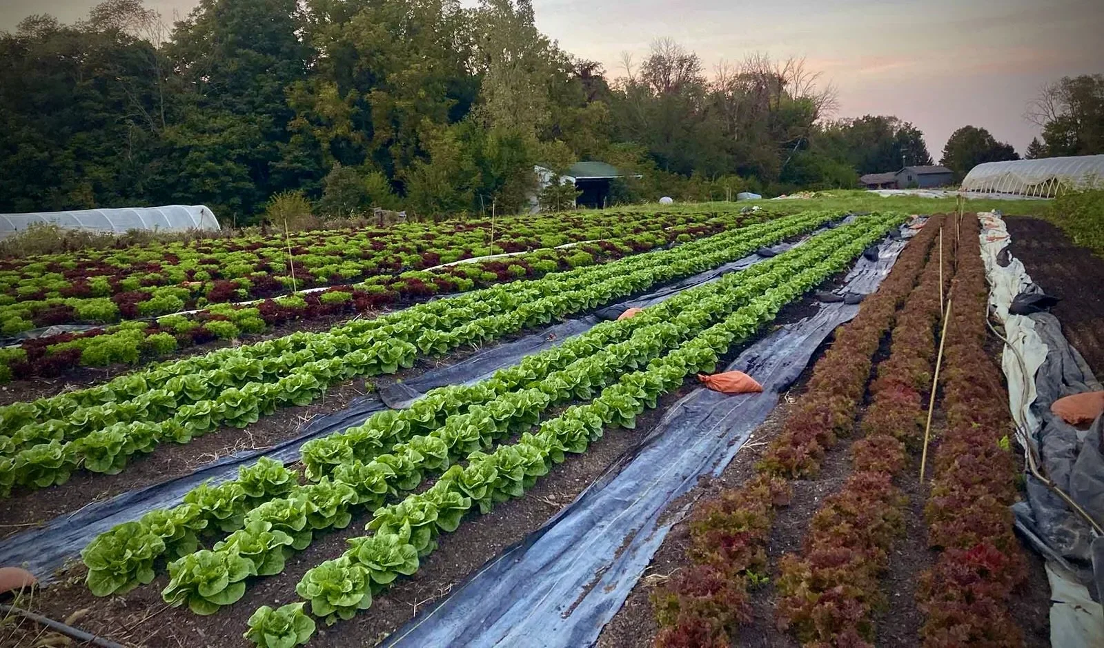 From the Field: A Full Hand Farm Dinner