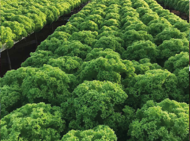 HYDRO PICS COMRIE COS LETTUCE.png