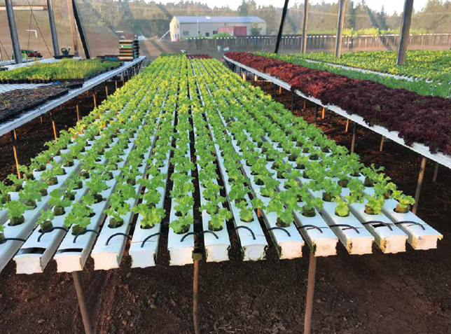 HYDRO PICS COMRIE NURSERY.png