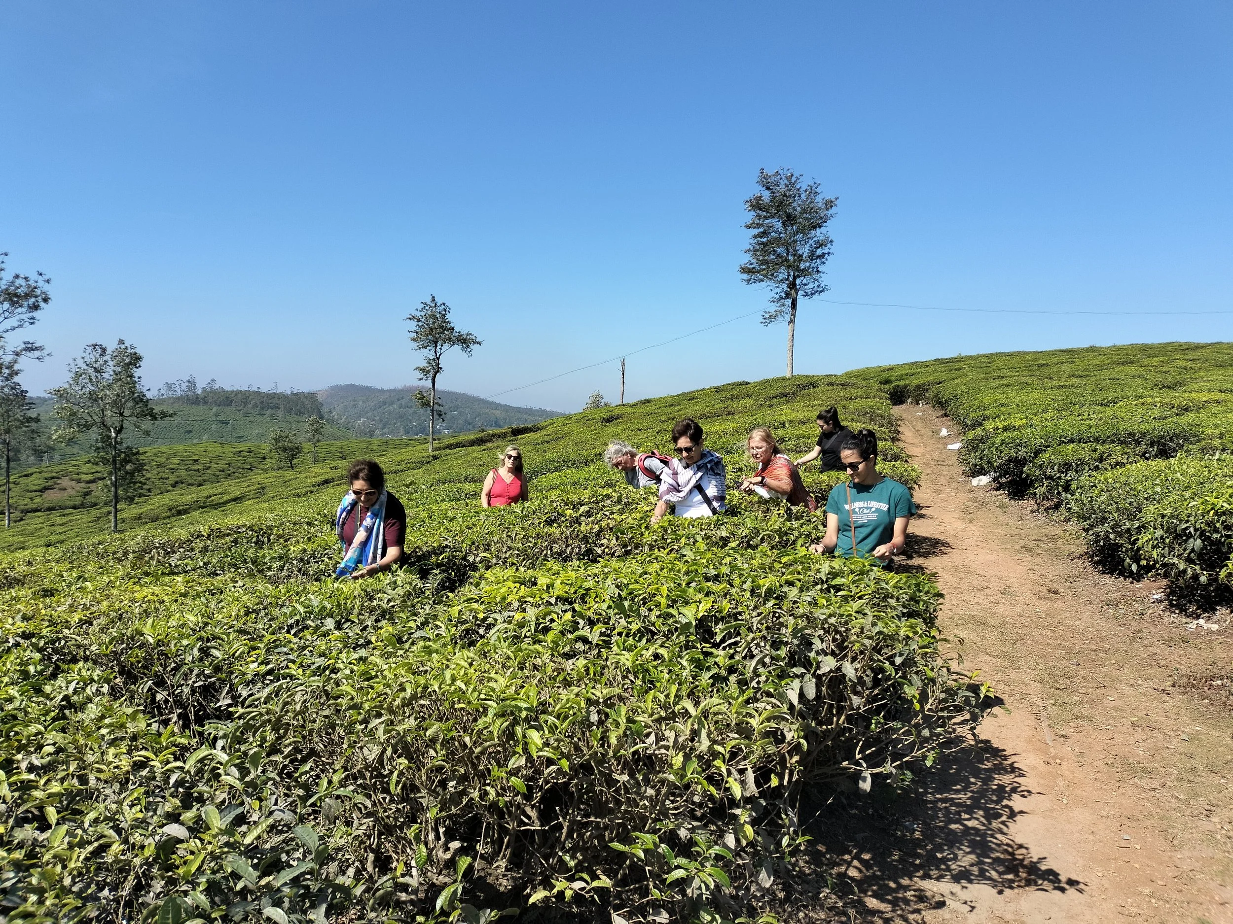 Grupo de personas recolectando té en una plantación en un paisaje verde y soleado con árboles dispersos y colinas en el fondo.