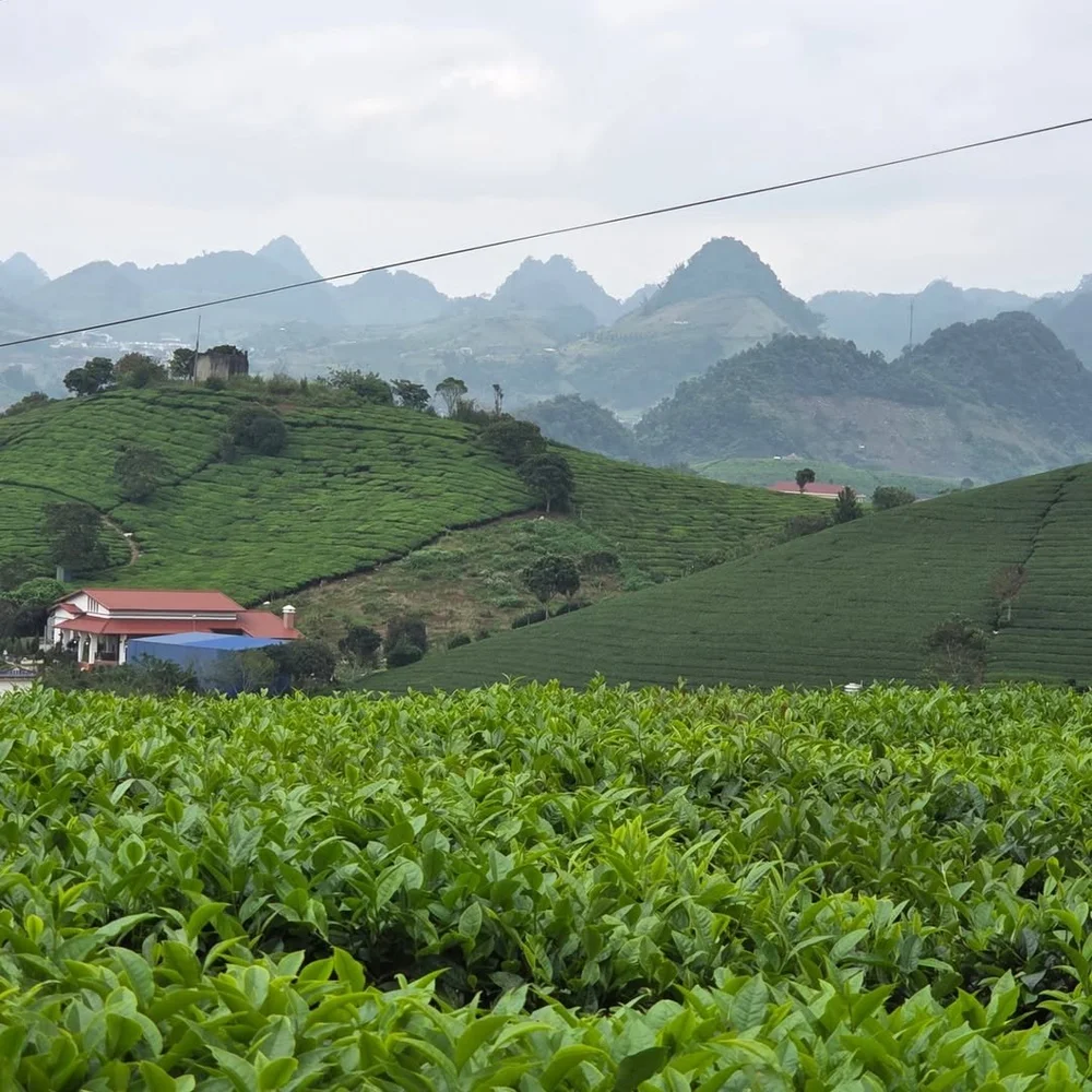 Mai Chau