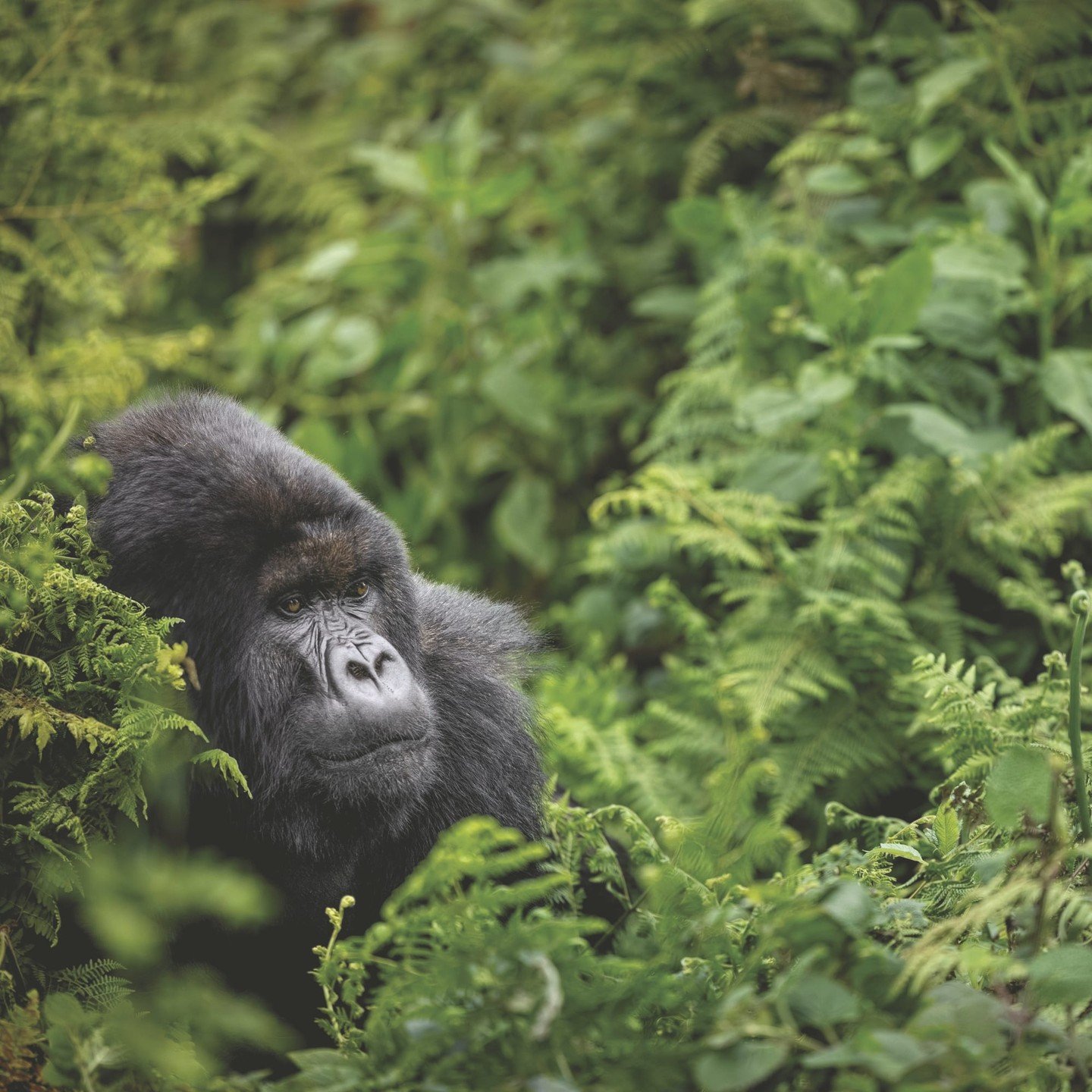 Rwanda has redefined what a safari can be. Mountain treks with gorillas, golden hour boat safaris, and landscapes revived by conservation make this one of Africa&rsquo;s most compelling journeys. 🦍🌿

Reach out to start planning your safari journey:
