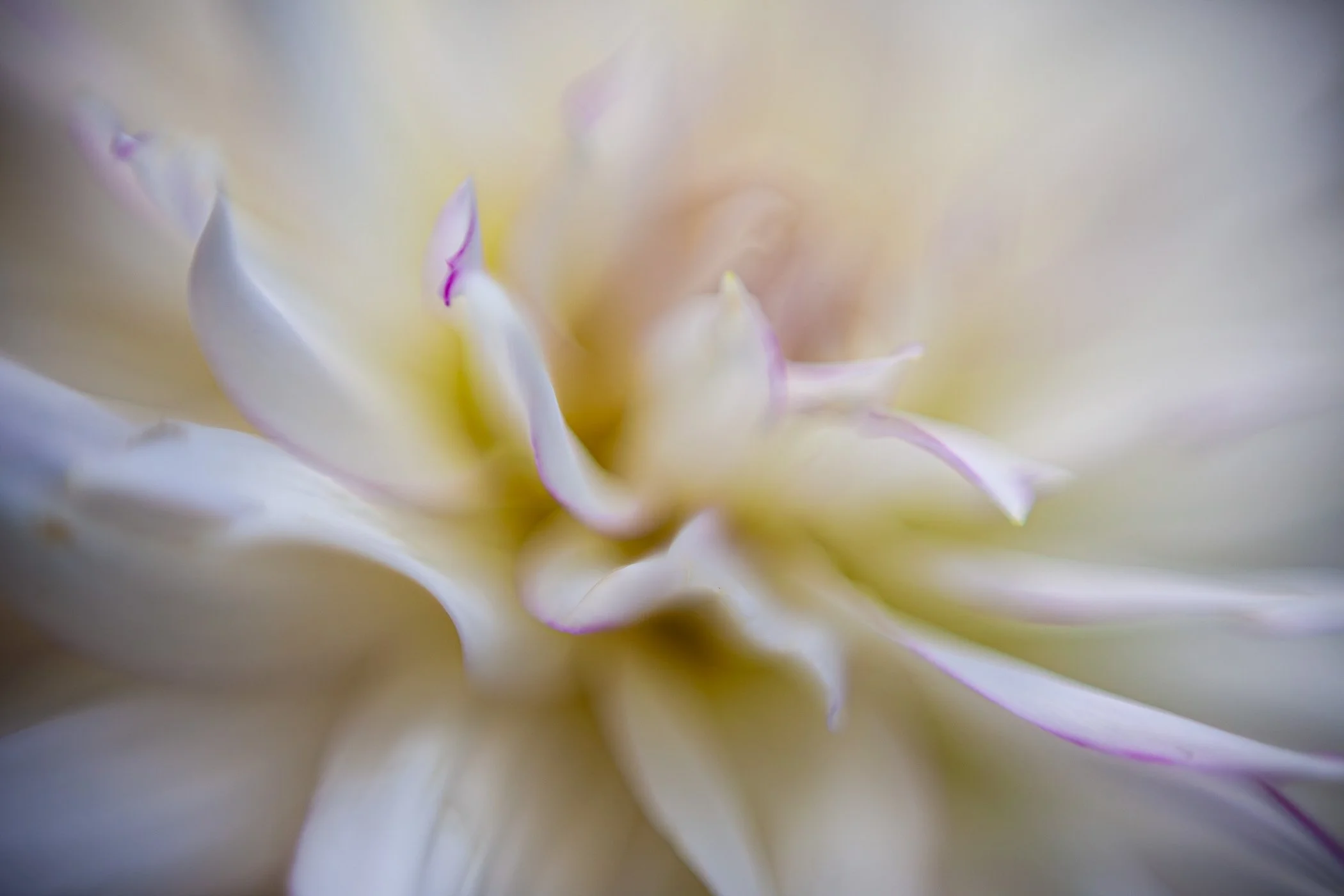 Macro Flowers-3.jpg