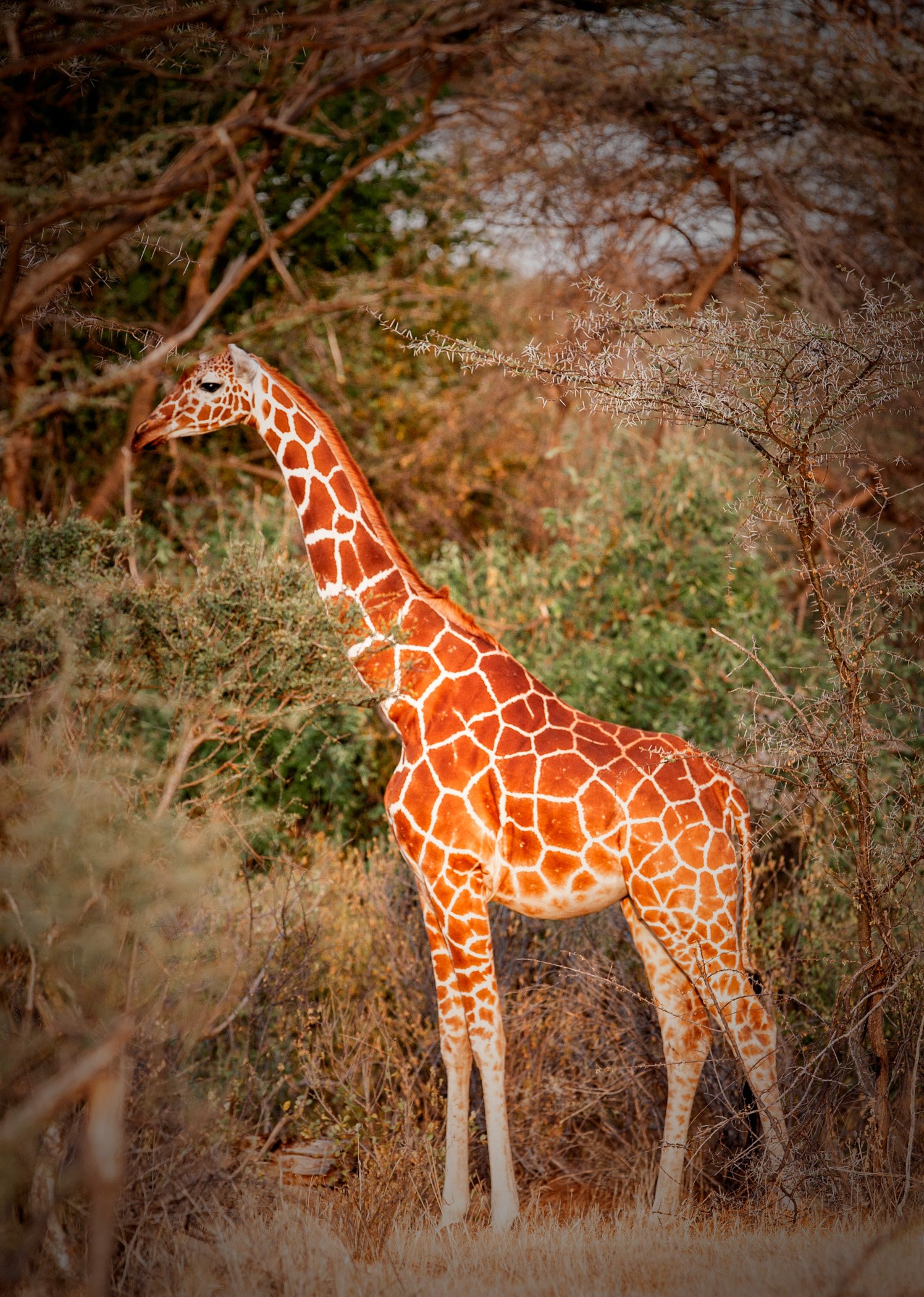 Africa - Kenya -0004.jpg