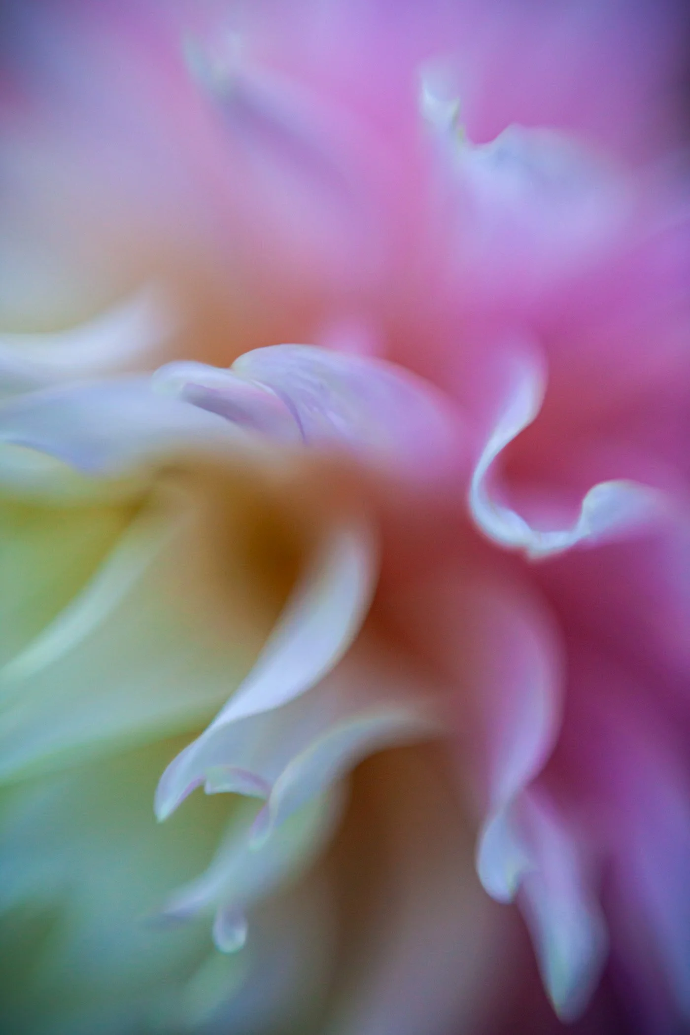 Macro Flowers-15.jpg