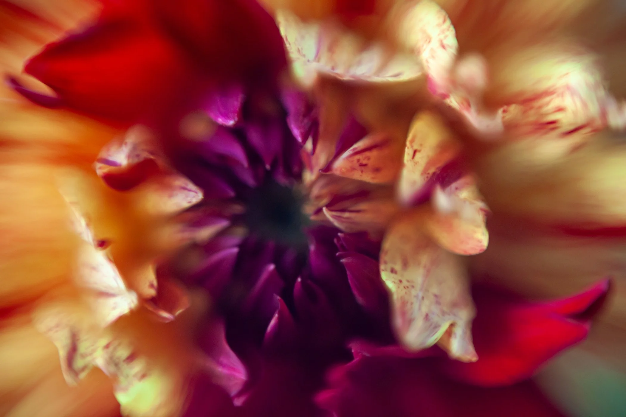 Macro Flowers-13.jpg