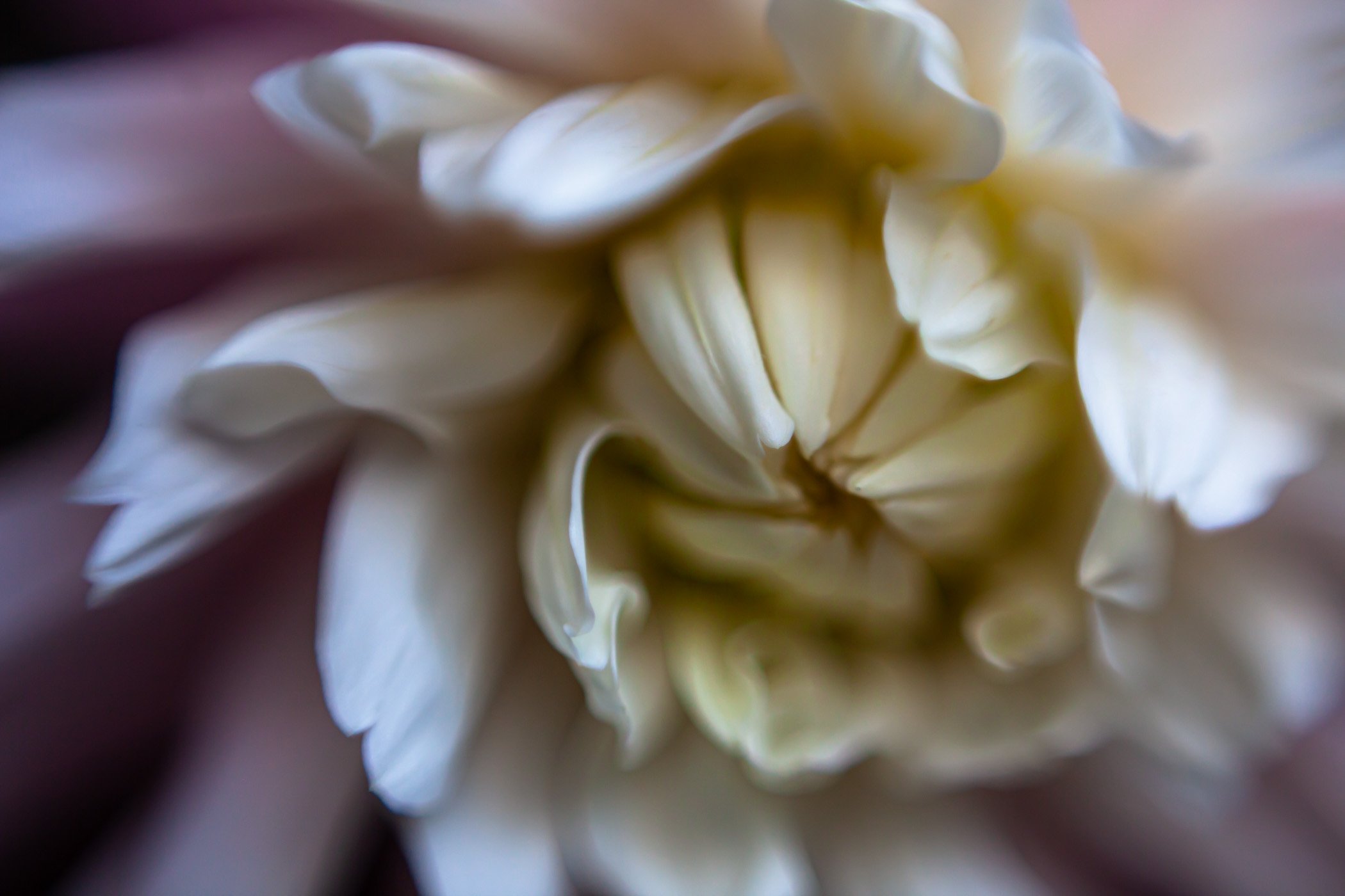 Macro Flowers-14.jpg