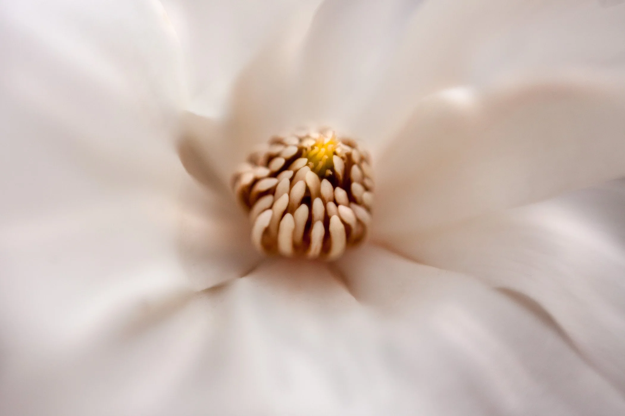 Macro Flowers-7.jpg