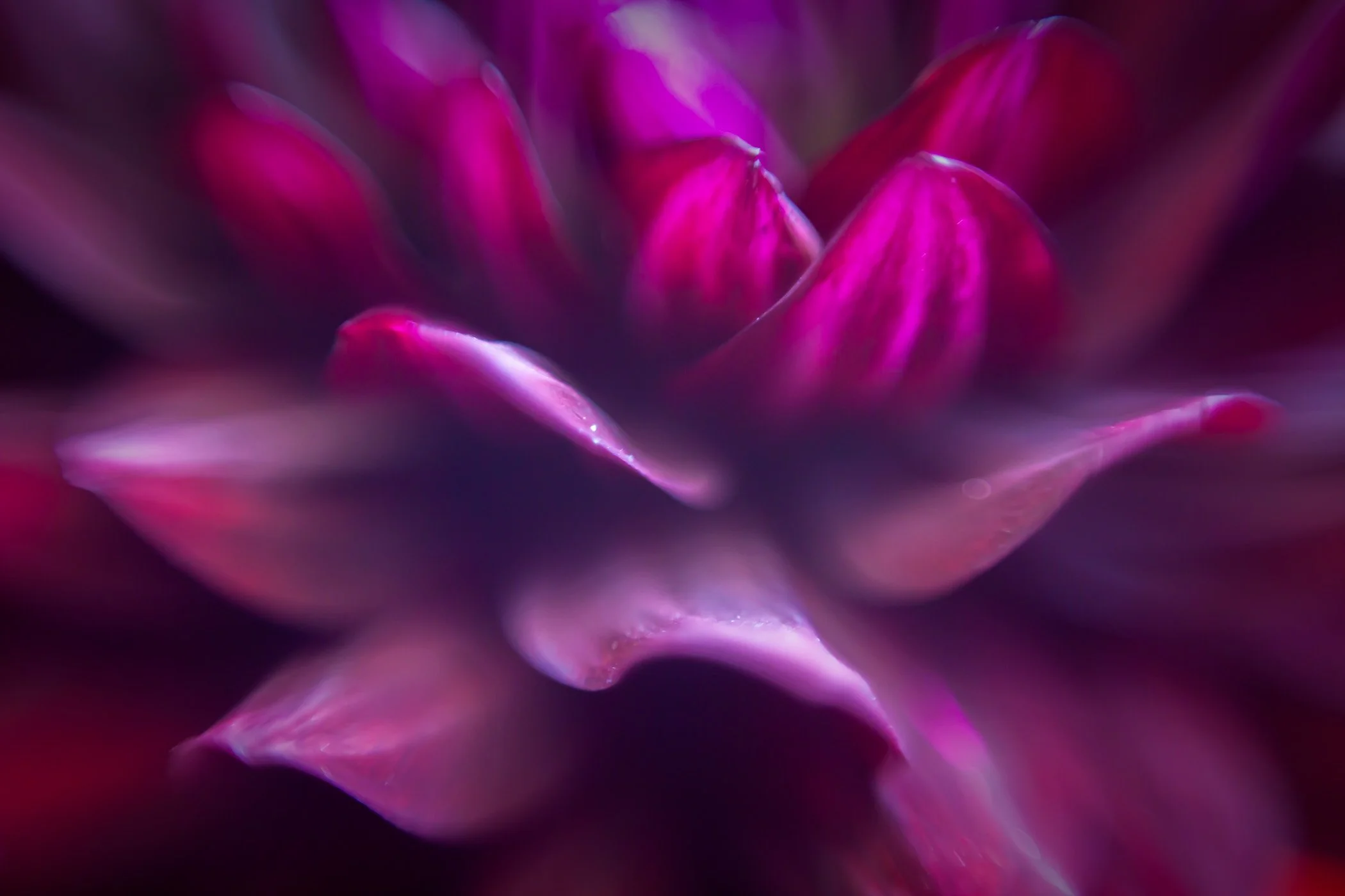 Macro Flowers-11.jpg