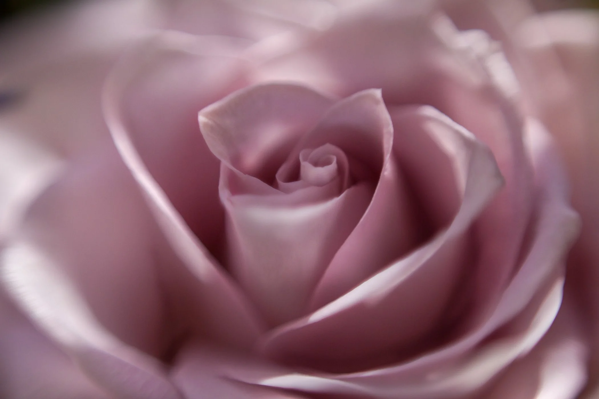 Macro Flowers-10.jpg