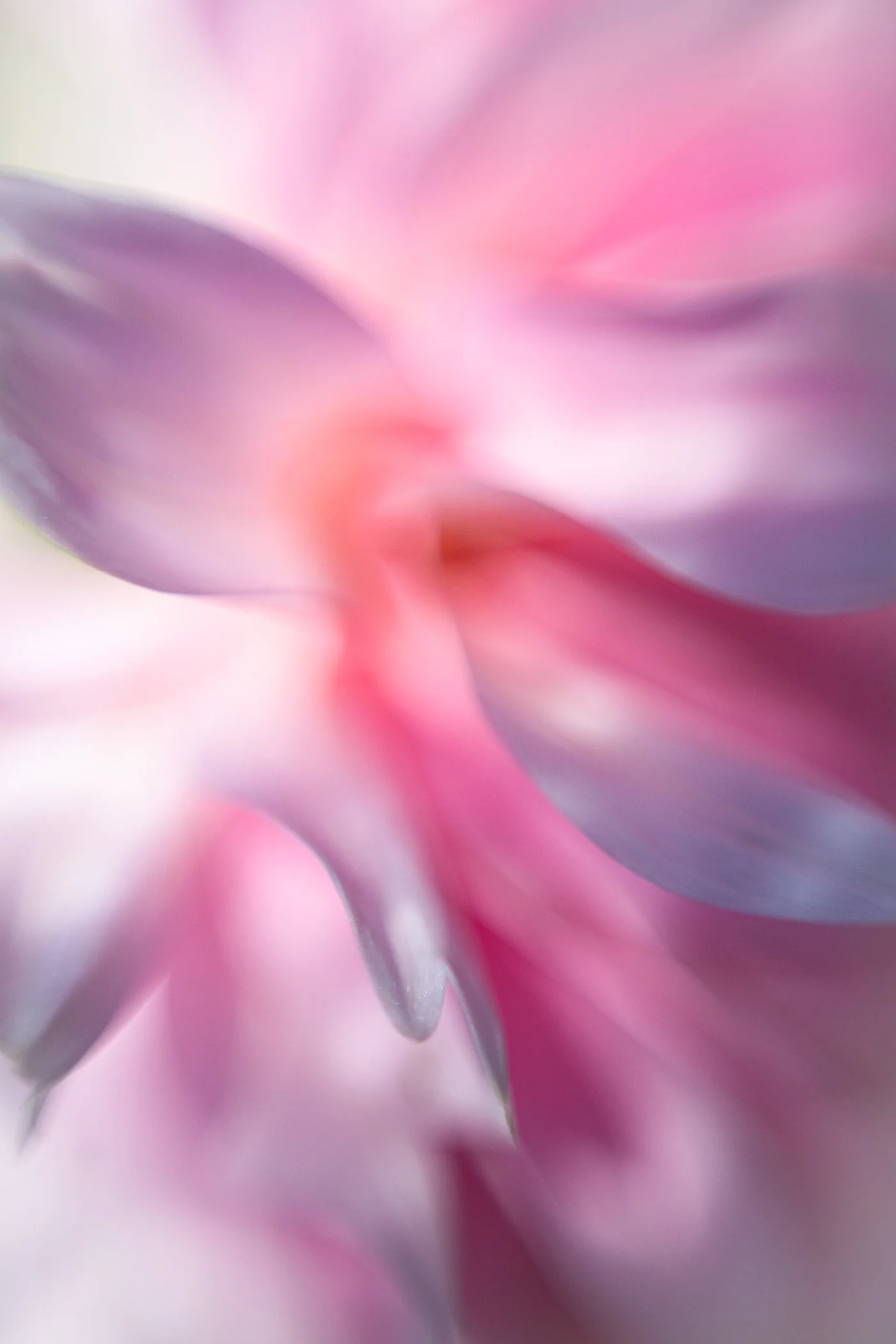 Macro Flowers-12.jpg