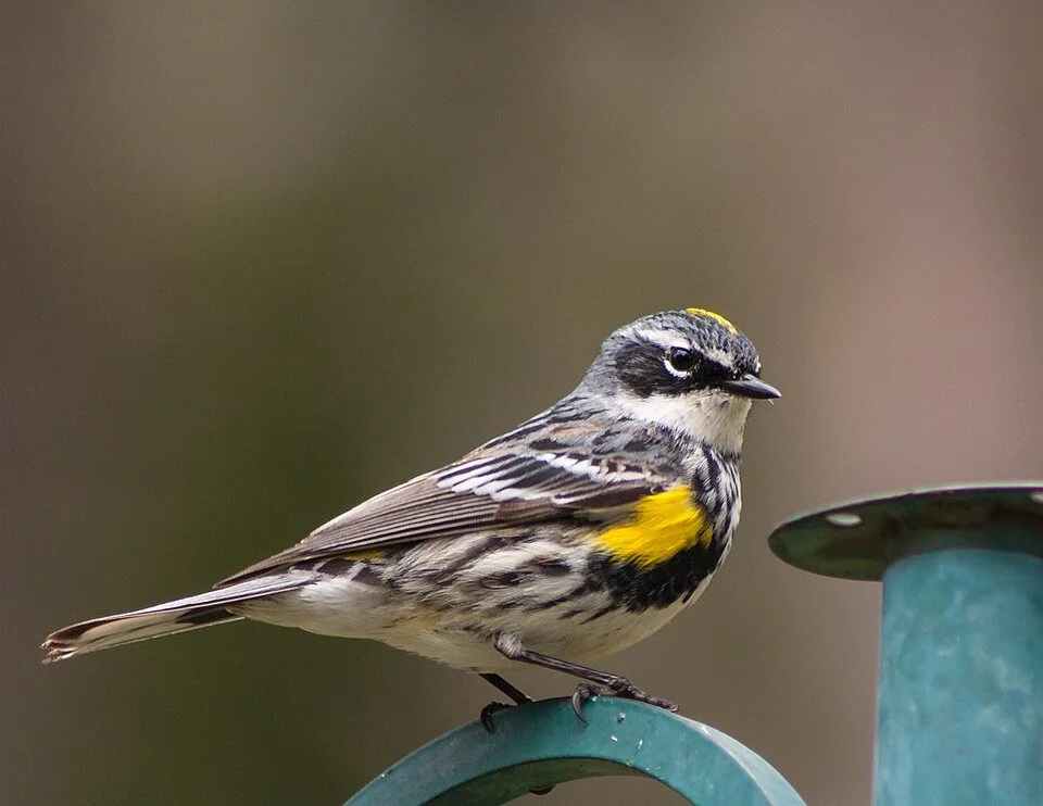 Myrtle Warbler. Image Source: Paul VanDerWerf from Brunswick, Maine, USA, CC BY 2.0 <https://creativecommons.org/licenses/by/2.0>, via Wikimedia Commons