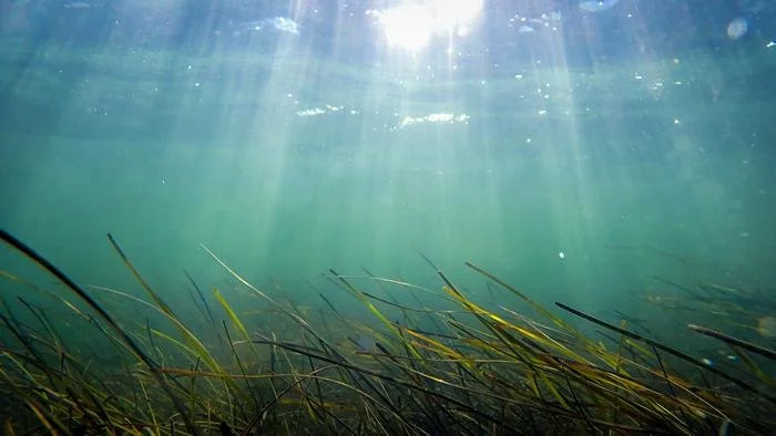 Periods of sustained warming can last for weeks to months at a time, with a distinct marine heatwave embedded between them and significant implications for estuarine ecosystems and habitats like seagrass beds.. Photo by Jon Lefcheck / MarineGEO
