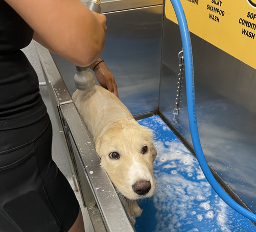 Washing dog.png