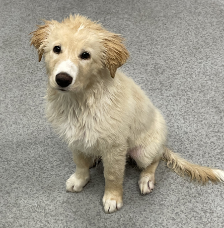 Wet Dog.png