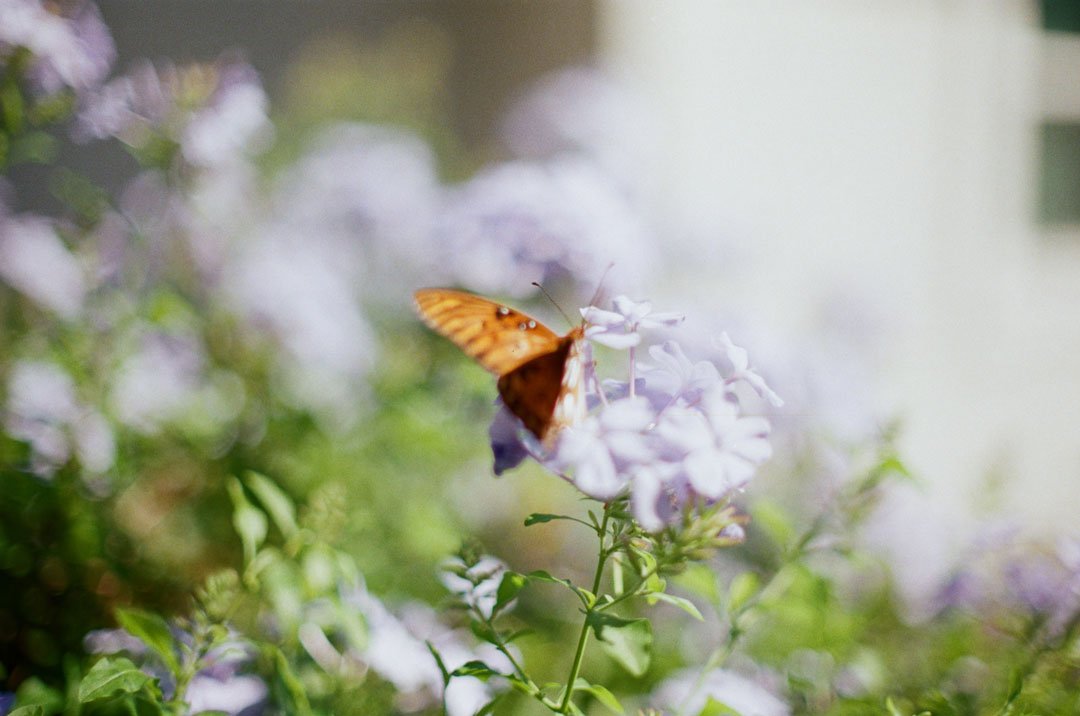 Butterfly-web.jpg
