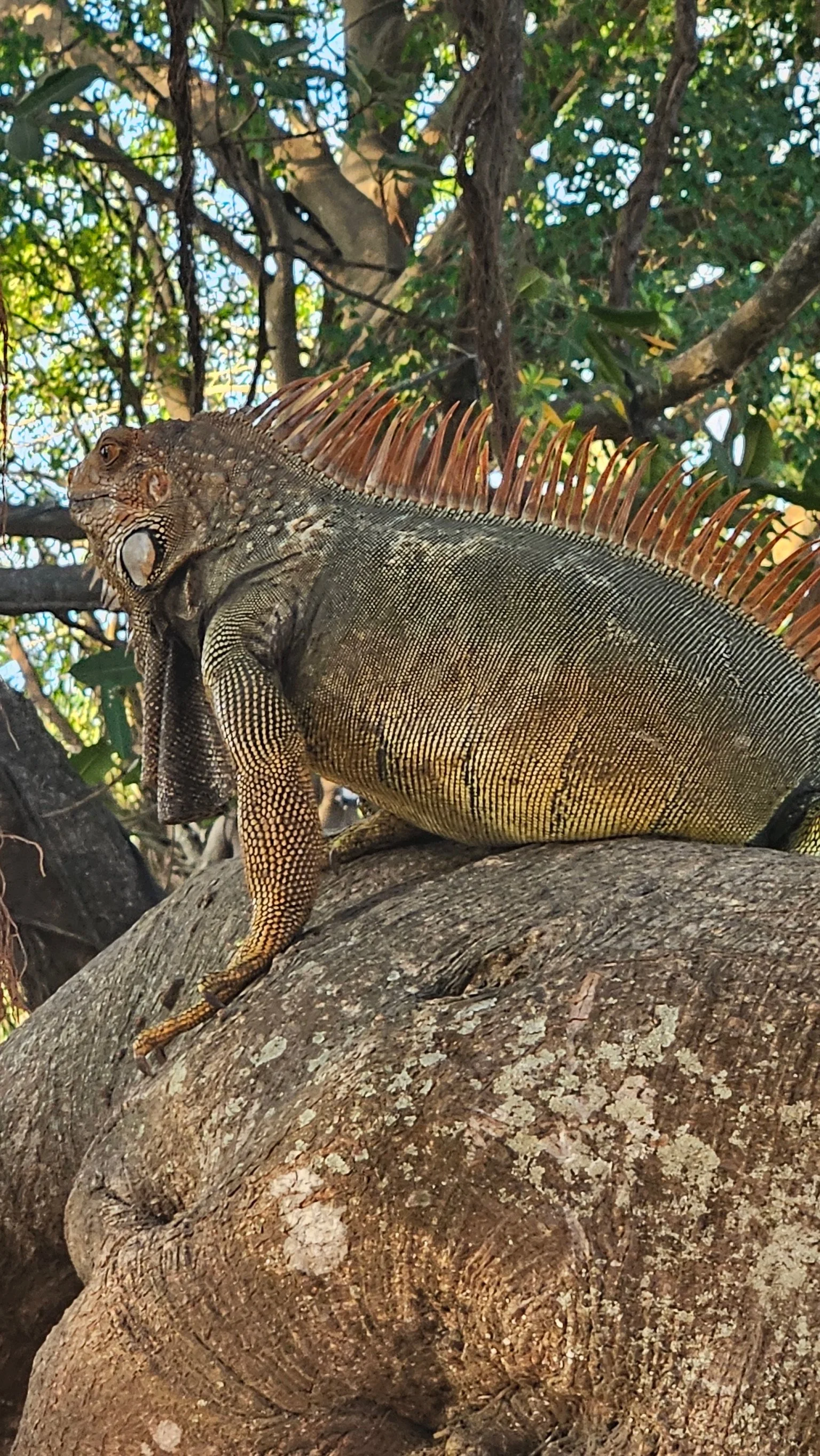 20240415_170533 7.JPG