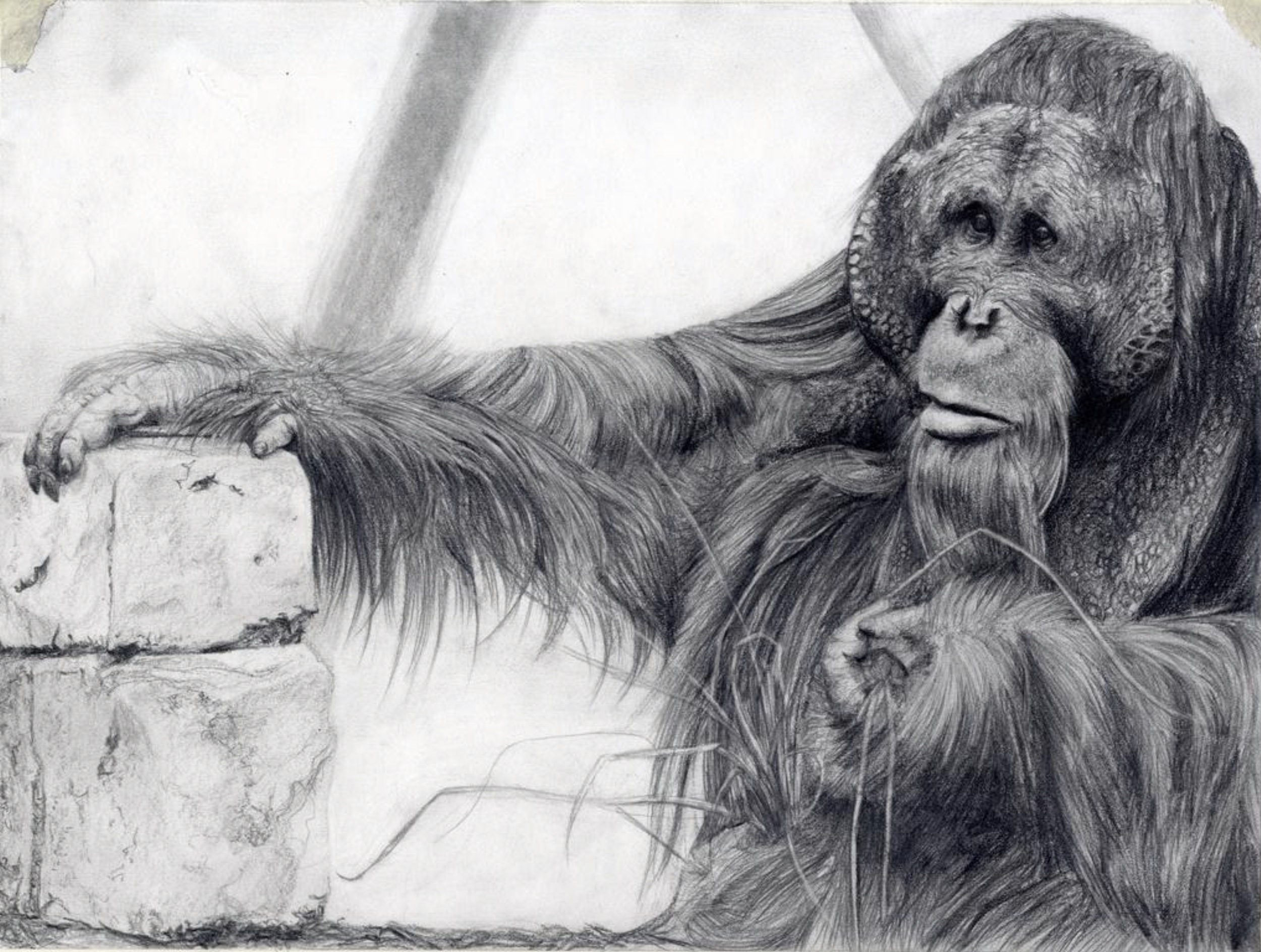 pencil_orangutan.png