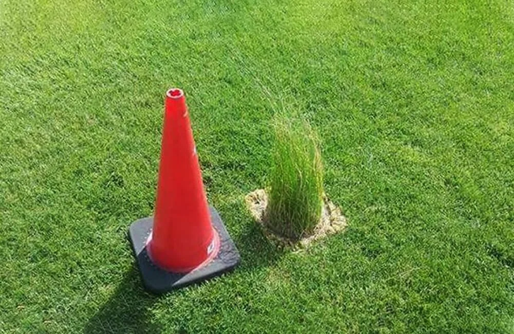 Red traffic cone placed on a black base next to a small green plant in a grassy area.