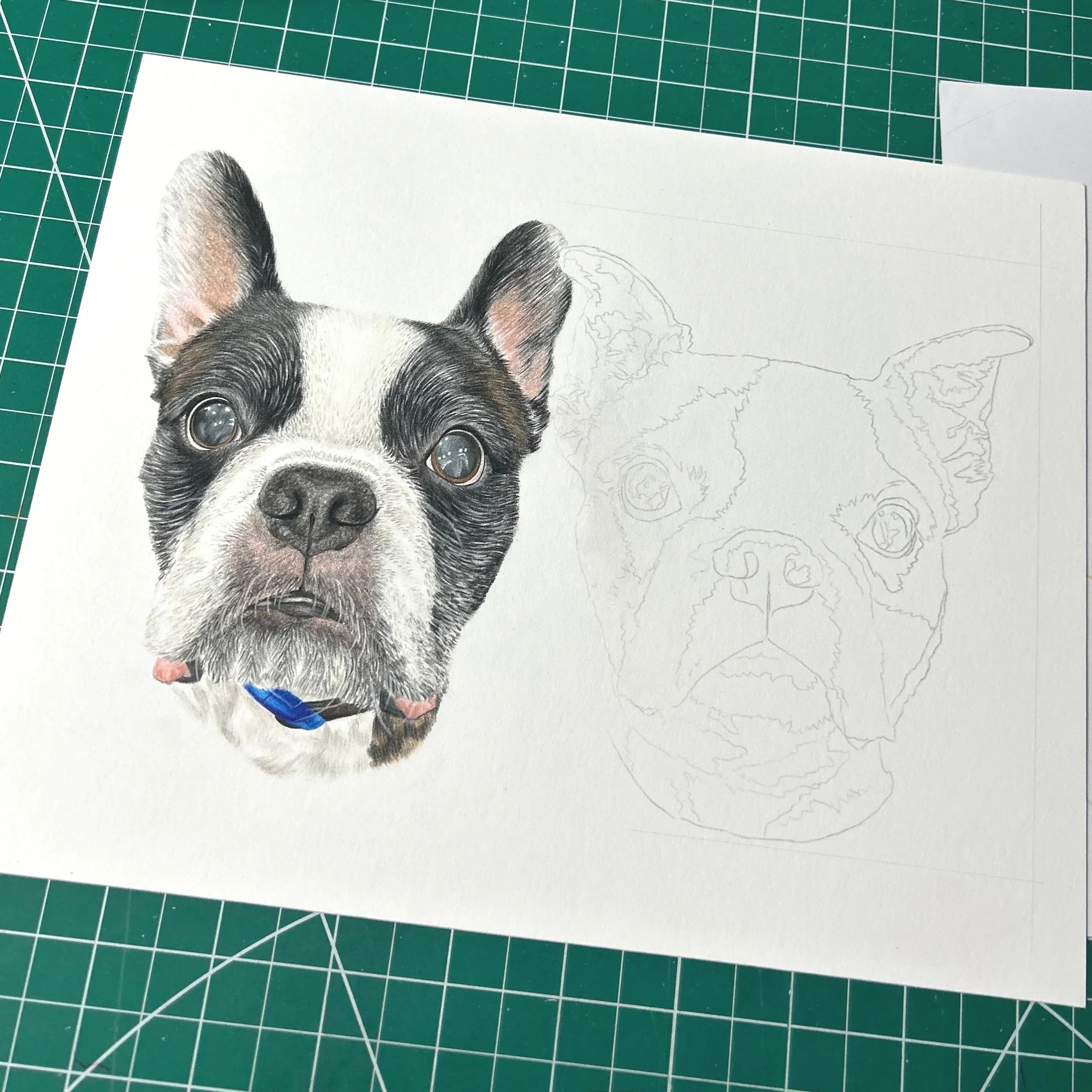 Realistic colored pencil drawing of a Boston Terrier's face on white paper, with a faint outline of the same dog on the right