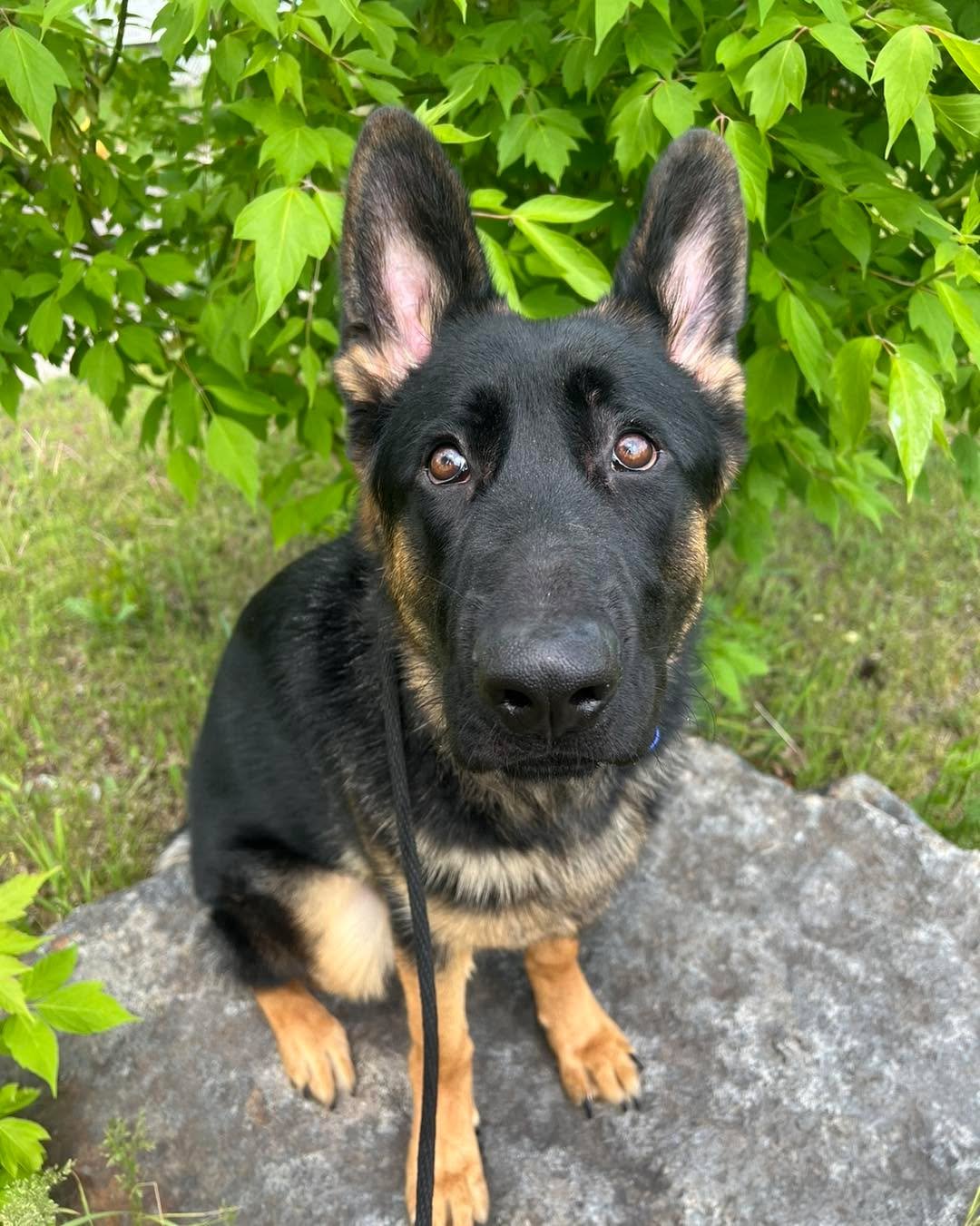 Apollo has officially completed his training program and is headed home today! As anyone familiar with German Shepherds knows, they&rsquo;re a lot of work and can be quirky at times. Apollo has made great progress during his time here and I&rsquo;m g