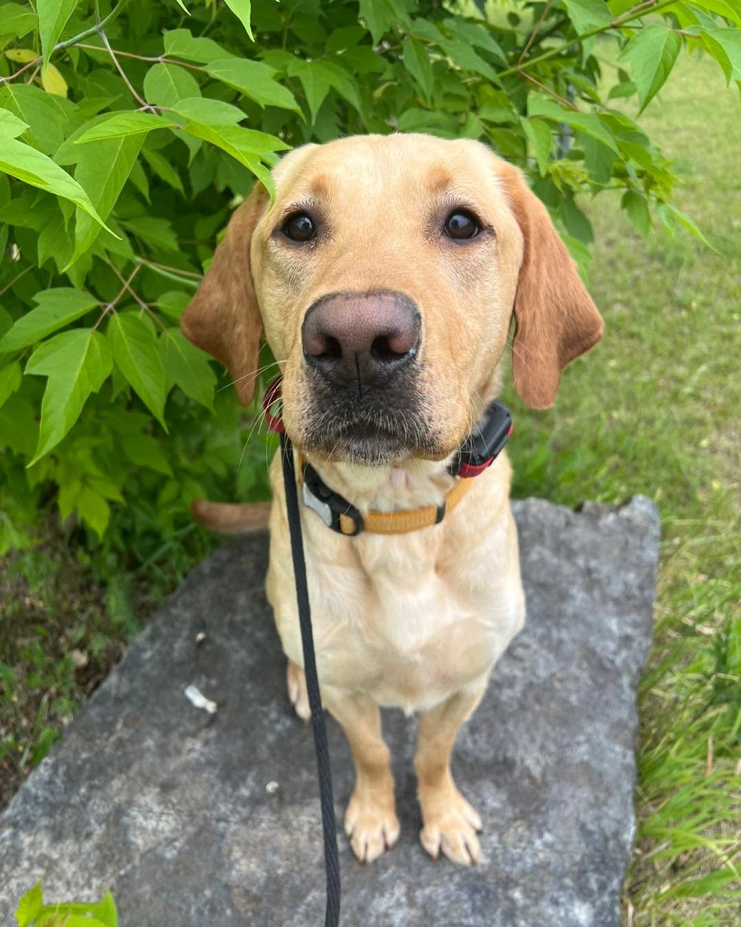 Today, Boots heads home after completing his one-week custom training program with us! This focused week was all about layering in the e-collar over his existing obedience and tightening up some of his skills for more reliability.

Boots is a smart, 