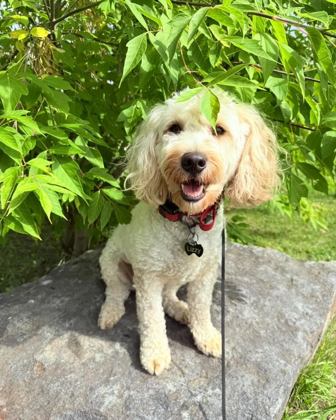 Lizzy has officially wrapped up her 2.5-week stay &amp; train!

She&rsquo;s still 100% Lizzie at heart (spunky, sweet, and full of personality), but now she&rsquo;s heading home with structure, skills, and a whole new level of understanding.

Will sh