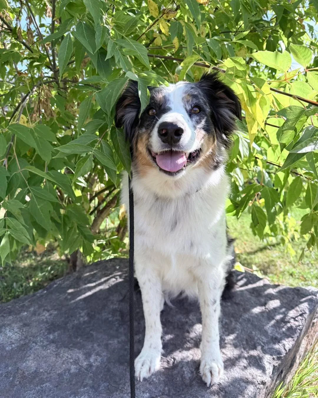 Margo has officially graduated from her four-week stay &amp; train and she made huge strides in both skill and mindset during her time here. One of the best parts- off leash freedom!

Was she perfect at her go-home lesson? Absolutely not. Did she tes