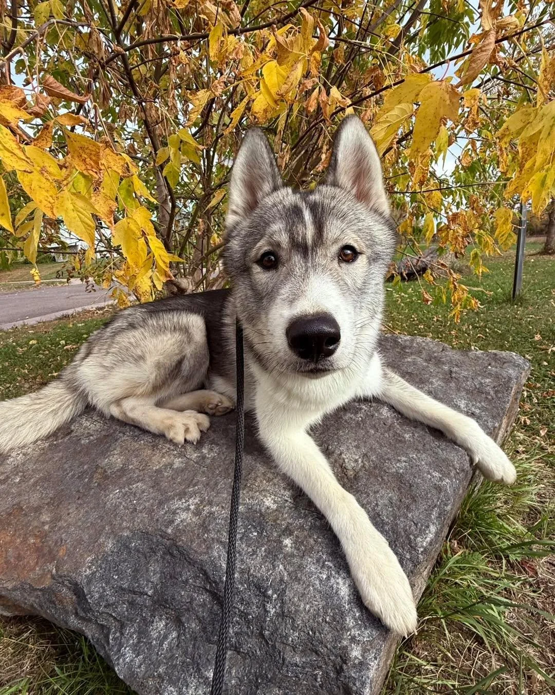 Luka officially graduated from his 3-week training program this past Sunday! 🎓 Now he’s hanging out with me this week for a little “real life bonus round.” while his mom needed some boarding.
This guy came in loud, sassy, and not