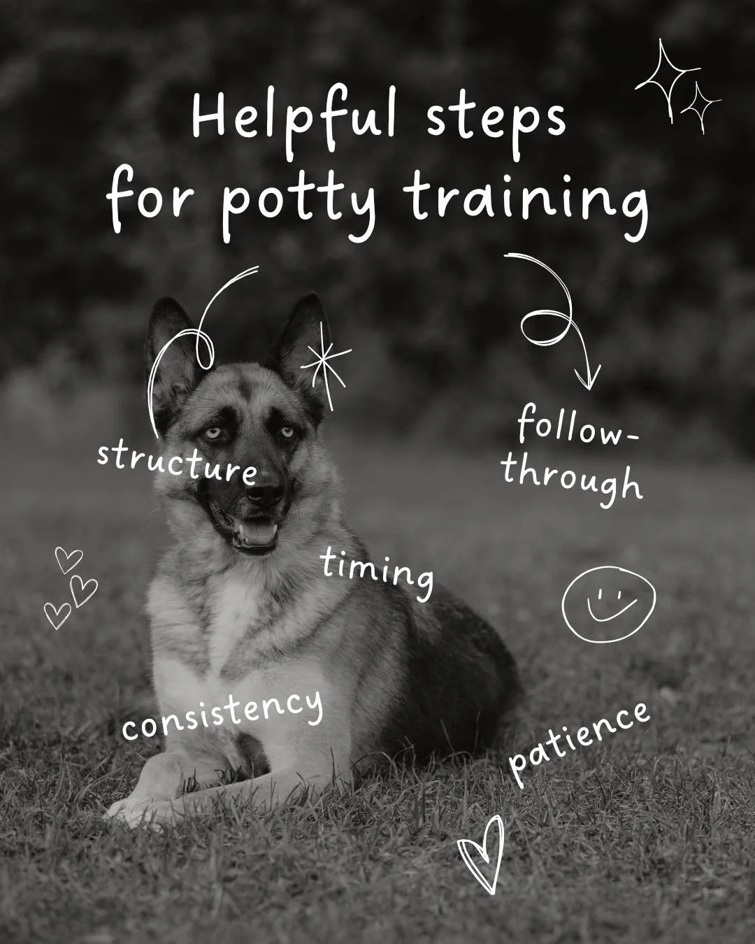 If you&rsquo;re tired of mystery puddles and second-guessing whether they &ldquo;know better&rdquo; by now&hellip; you&rsquo;re not alone. Your dog is not being spiteful. They just need a little more clarity.

That means:
Leashed potty breaks.
One co