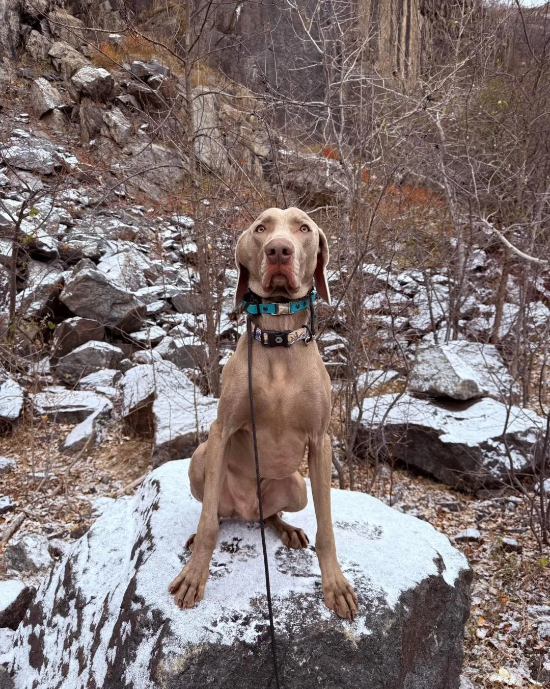 🎓 Buck graduated today and I am so proud of him! 

When he first arrived, the world felt like a lot. Every noise, every movement, every new experience pulled him into stress and fear. But over time, with clear structure and consistent support, Buck 