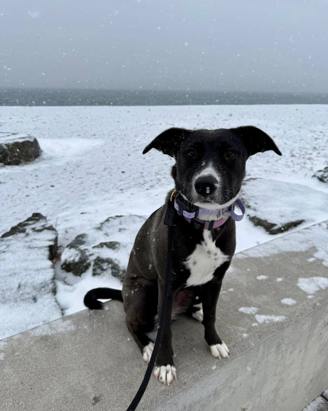 Pepper graduates today and we are so proud of how far this girl has come! Her leash reactivity was her parents&rsquo; biggest concern and she has made incredible progress. She&rsquo;s also grown in so many other areas along the way.

Heading back hom