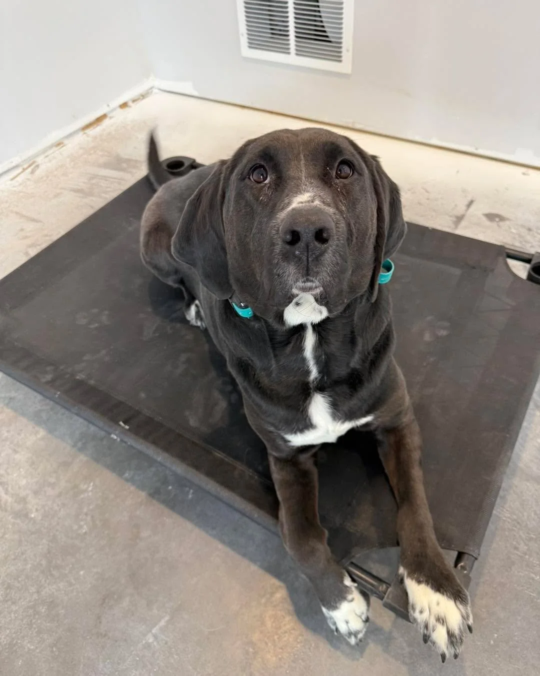 Two new Black Onyx graduates today, Nova &amp; Kirby! 

Nova showed me her obedience was there and just needed a clean up and to rebuild some duration. She also needed some focus on her mindset and that it&rsquo;s okay to just be next to someone (or 