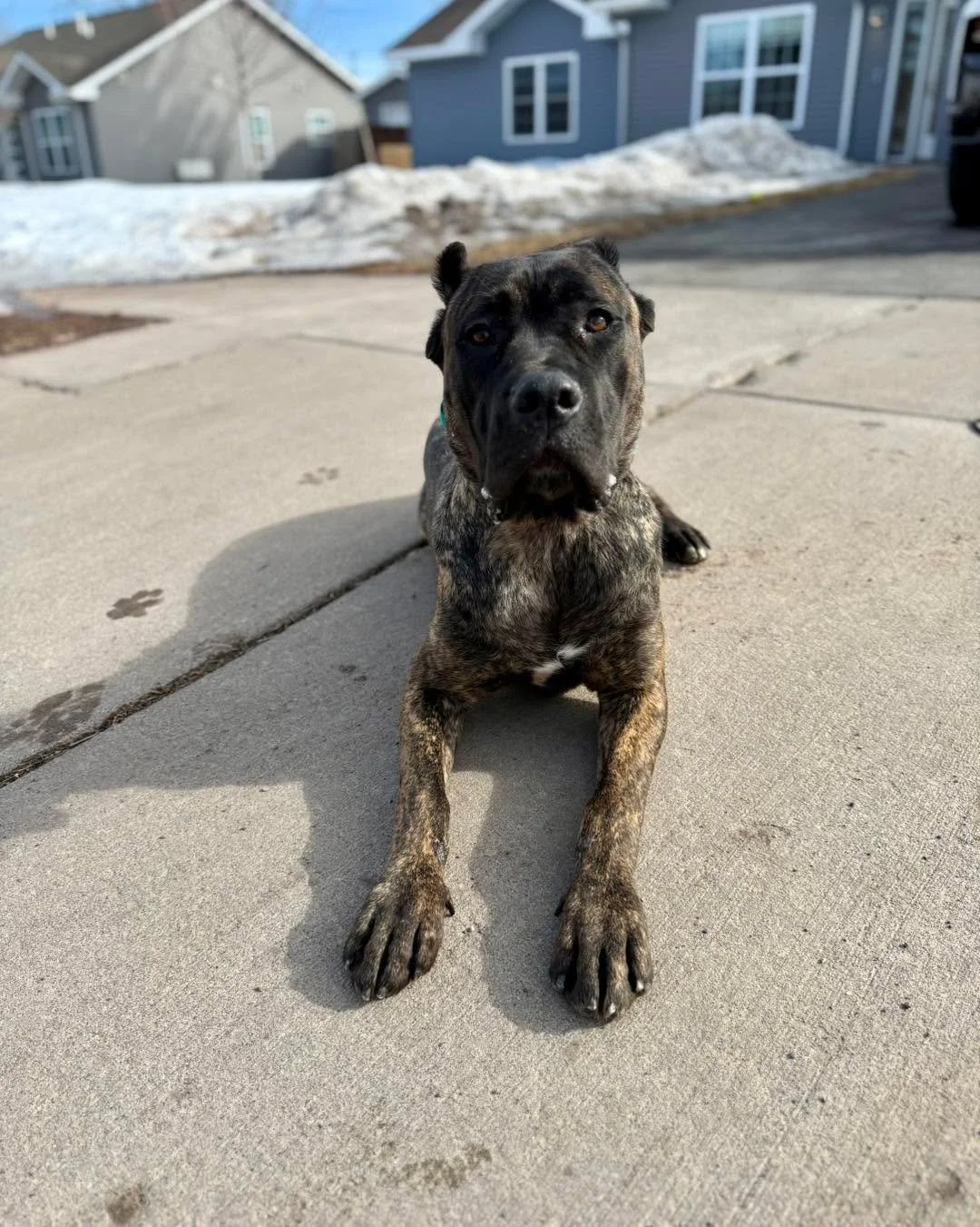 Handsome Bravo wrapped up his two-week training program today and did really well during his time here.

Two weeks isn&rsquo;t a long time, but we accomplished a lot. We were able to build some solid foundations and give him a clearer path forward.

