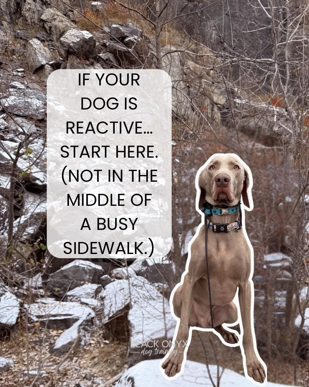 If your dog is reactive, the work doesn&rsquo;t start on a crowded sidewalk. It starts in your home.

Building engagement, a calmer mindset, and clear communication in a low-pressure environment gives your dog the skills they&rsquo;ll need when the r